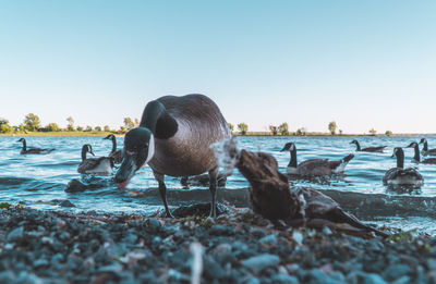 Geese swimming in lake against sky