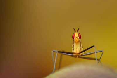 Close-up of praying mantis