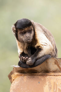 Captive raised brown tufted capuchin gets a close up on a sunny day