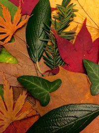 Close-up of leaves on ground