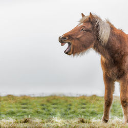 Horse on grass against clear sky