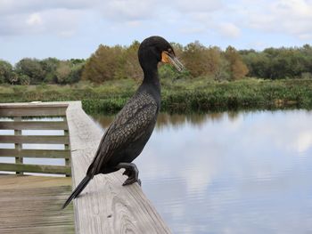 Closeup of a bird on a railing