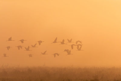 Flock of birds flying in the sky