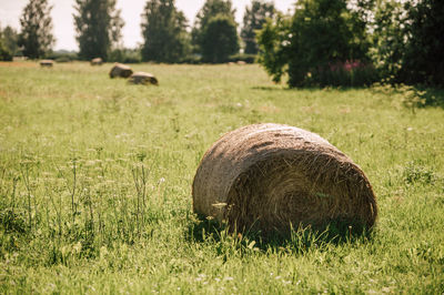 Hay bales on field