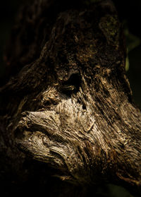 Full frame shot of tree trunk