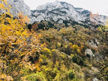 Scenic view of trees and mountains during autumn