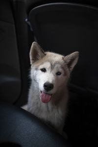 Portrait of dog in car