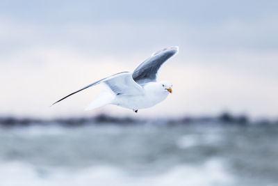 Seagull flying over sea