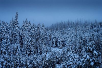 Snow covered pine trees in forest against sky 