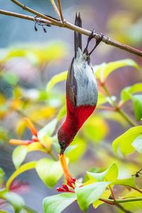 Close-up of crimson sunbird against blurred background