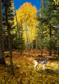 Dog in a forest