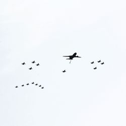 Low angle view of birds flying in sky