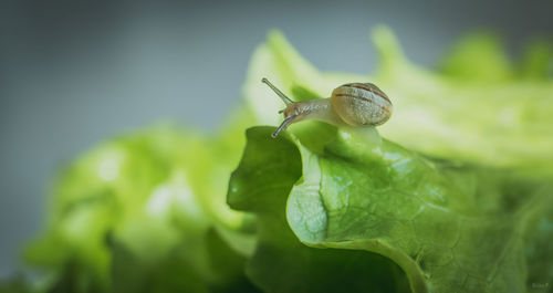 Close-up of insect on leaf