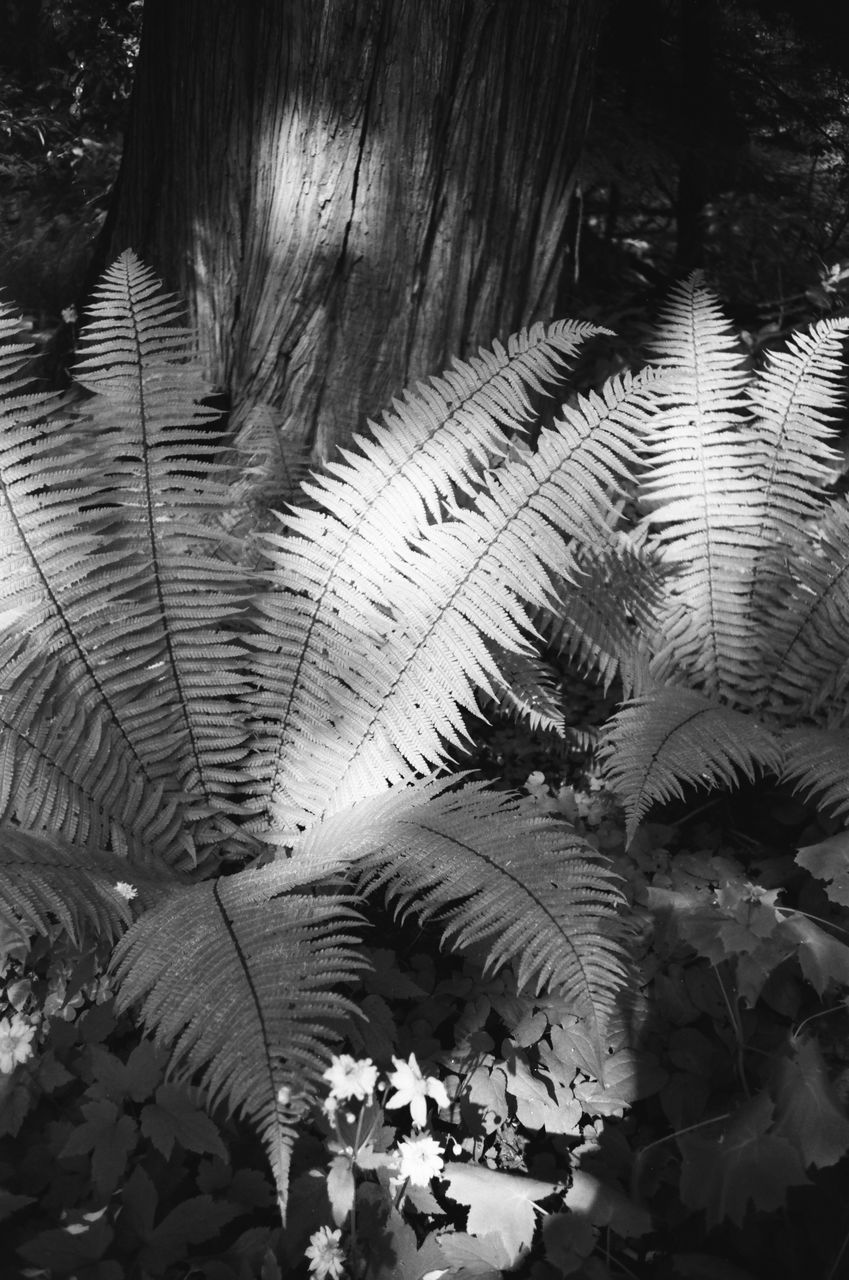 CLOSE-UP OF PALM TREE LEAF