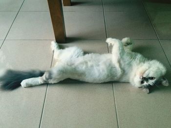 Portrait of cat sleeping on tiled floor