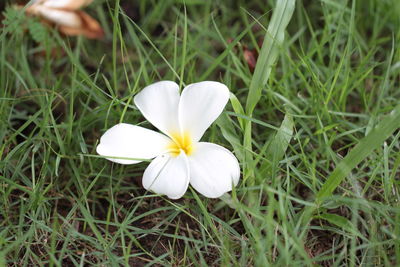 Close-up of white flower blooming outdoors