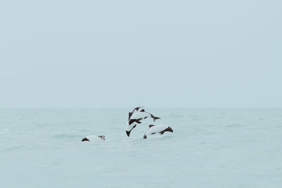 Dolphins diving in sea against sky