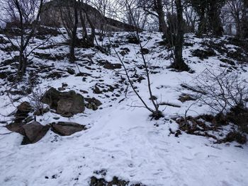 Snow covered trees in forest