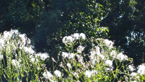 White flowers growing on tree