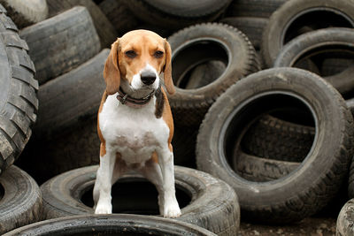 Portrait of dog standing on tire