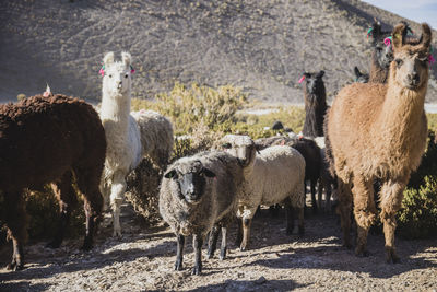 Sheep on field