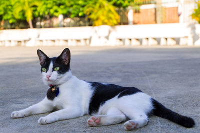 Cat lying on footpath