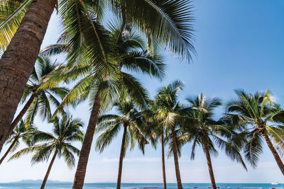 Low angle view of coconut palm trees against sky