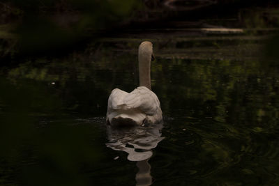 Swan swimming in lake