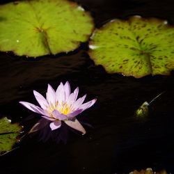 Close-up of lotus water lily in lake