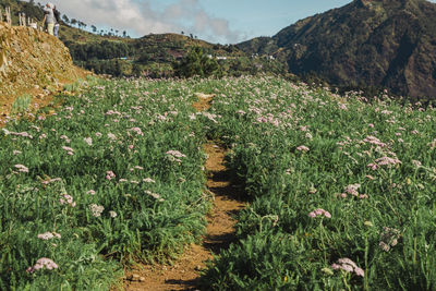 Scenic view of flowering plants on land