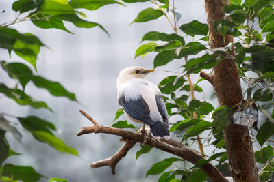 Bird perching on a tree