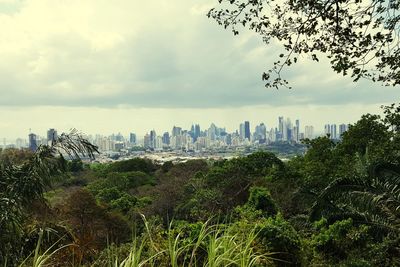 Trees and cityscape against sky