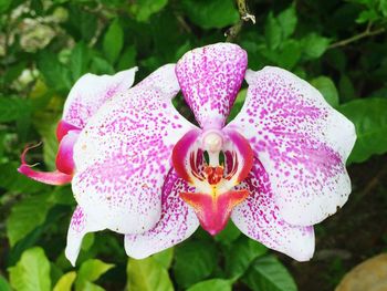 Close-up of pink flowers blooming outdoors