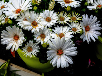 Close-up of white daisy flowers