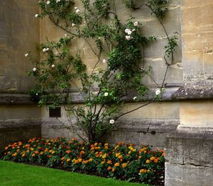 Flowers blooming outdoors