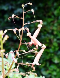 Close-up of flower tree