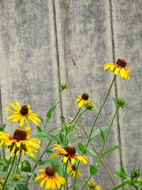 Close-up of yellow flowering plant