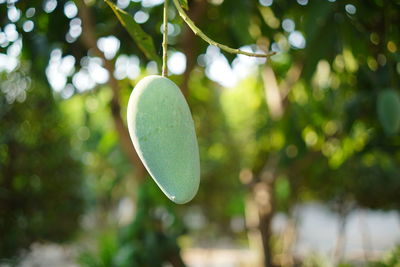 Close-up of fruits hanging on tree