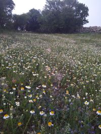 Scenic view of flowering trees on field against sky