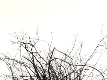 Low angle view of bare tree against clear sky