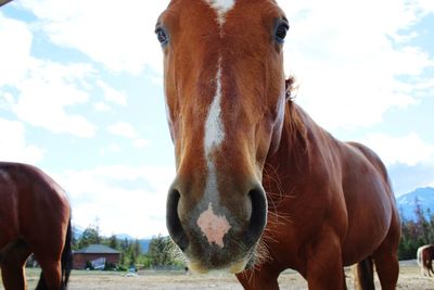 Portrait of horse in ranch