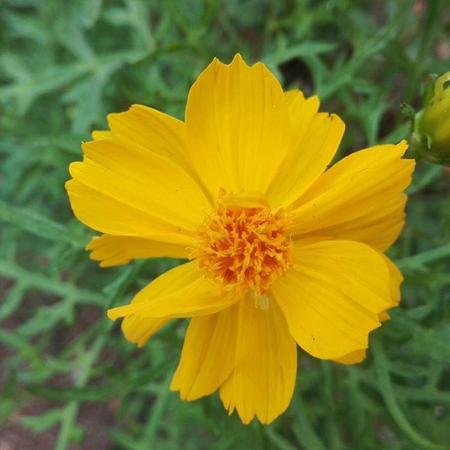 flower, petal, yellow, freshness, flower head, fragility, close-up, focus on foreground, growth, beauty in nature, blooming, single flower, pollen, nature, plant, in bloom, park - man made space, vibrant color, day, outdoors