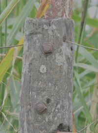 Close-up of rusty metal