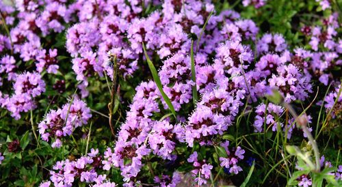 Beautiful close view to purple flowers