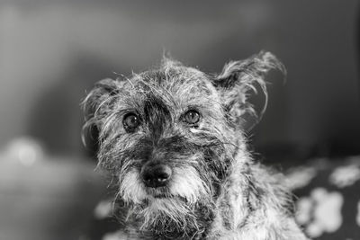 Portrait of dog outdoors