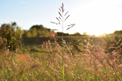 Close-up of plants on field against sky