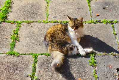 Cat lying on footpath