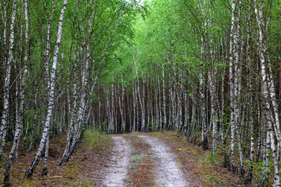 Panoramic shot of trees growing in forest