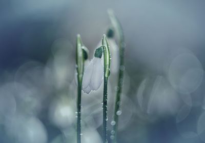 Close-up of water drops on plant