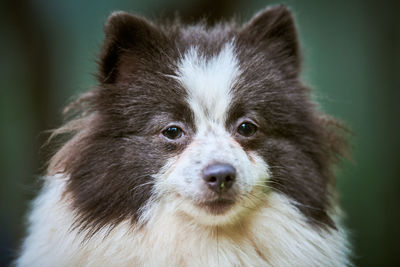 Close-up portrait of a dog